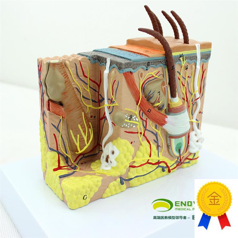 ENOVO颐诺人体皮肤组织解w剖放大模型微创皮肤美容美妆整形脸面部