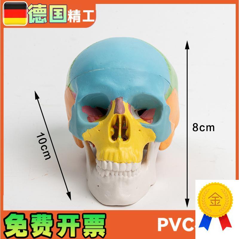 可拆卸彩色头骨模型p3部件口腔美术参考骷髅头可活动雕塑写生