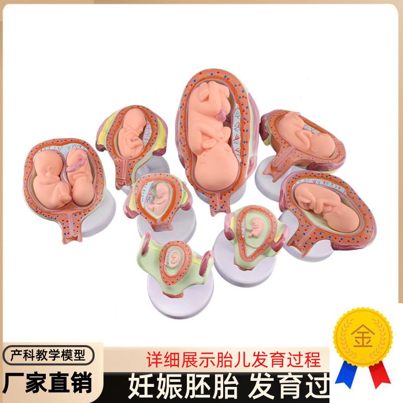 妊娠发育过程模型胚胎计划生育模型胎儿发O育过程模型子宫解剖