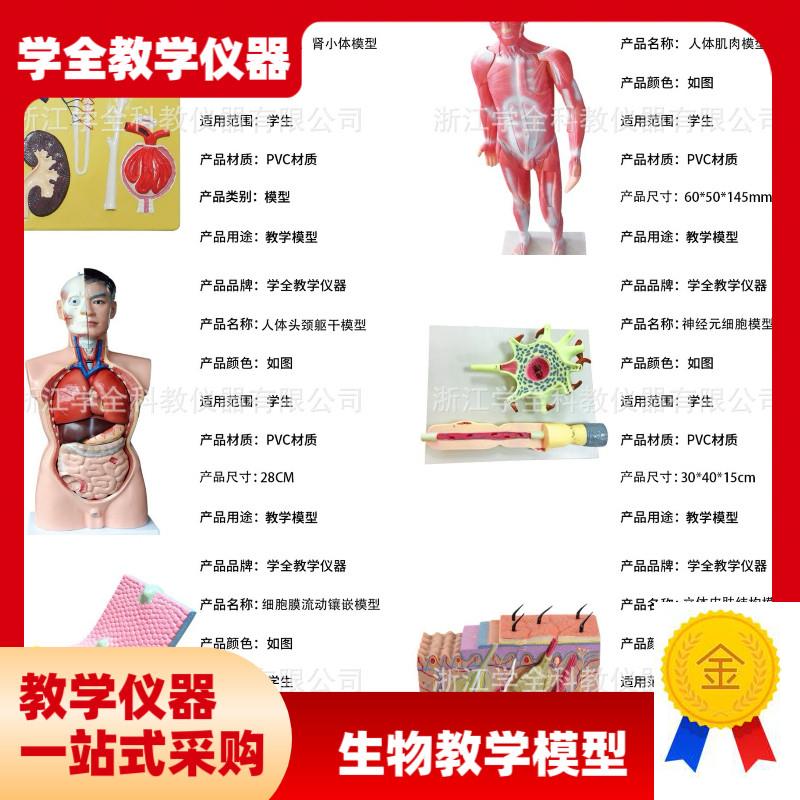 教学学生模型生物模型初高中实验器材J中学生物教学教学解剖模型