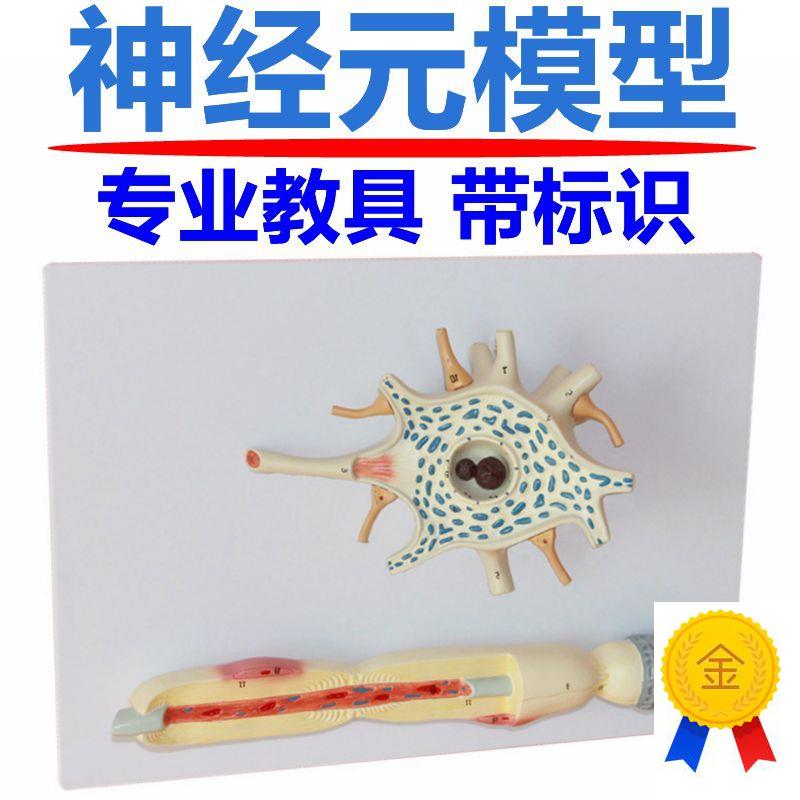 神经元模型神经j细胞结构胞体轴突反射弧传导系统脊髓神经根颈椎