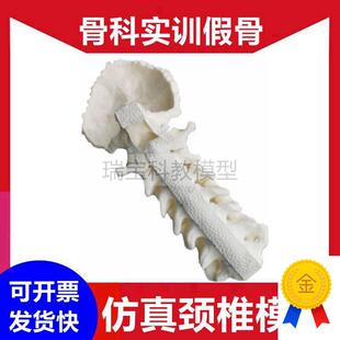人体颈椎模型脊柱外科医生手术练习假骨仿K真胸椎腰椎脊骨盆骨髅