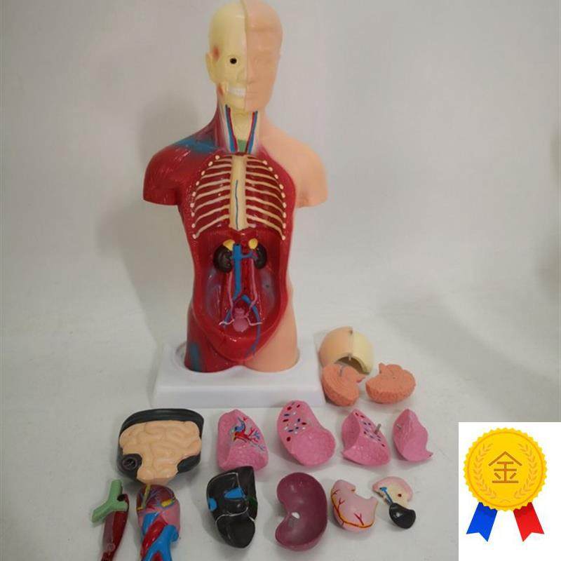 包邮28CMl男性躯干q模型(15件)人体解剖模型仿真人模型医用模型