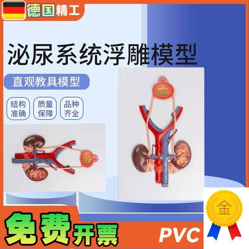 德国】泌a尿系统浮雕模型人体泌尿系统模型输尿管膀胱尿道模型肾