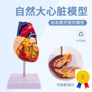 1:1心脏模型人体2倍放大心脏解剖可拆卸L自然大心脏医学教学模型