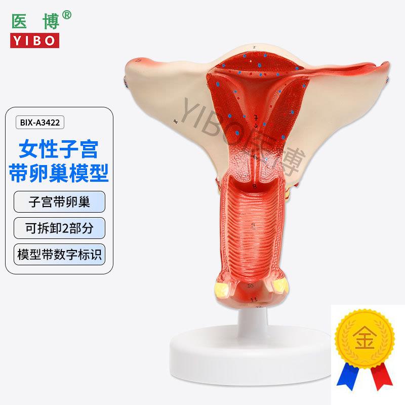 医博BIX-A3422正常子宫模型女性子宫模型C医用教具女性内外生殖器