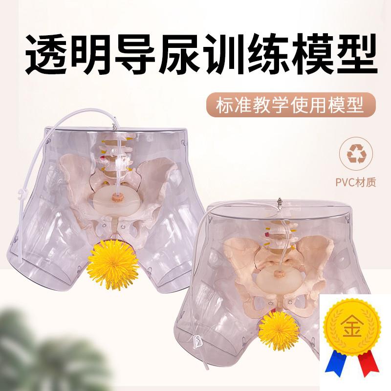 高级透明男性导尿模型练习插入导管女性导尿插管操Y作模型医学用