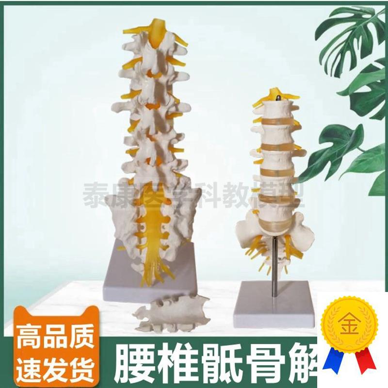1比1腰椎模型椎间盘脊神经骶x骨尾骨瑜伽功能健身馆装备正骨小针