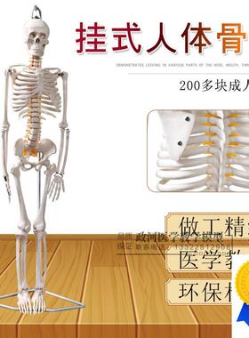 85CM人体骨骼模型可活动医用教学模型骷髅骨V架标本脊柱模型