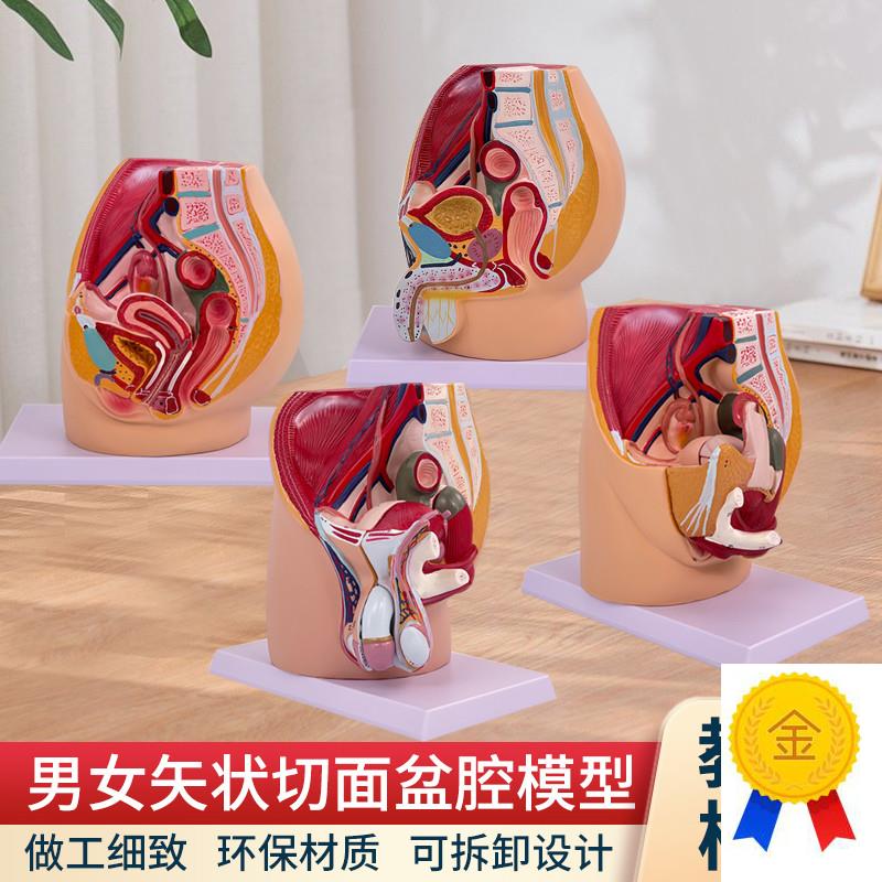 男女性盆c腔矢状解剖模型女性生殖器官模型男女性生殖系统子宫模