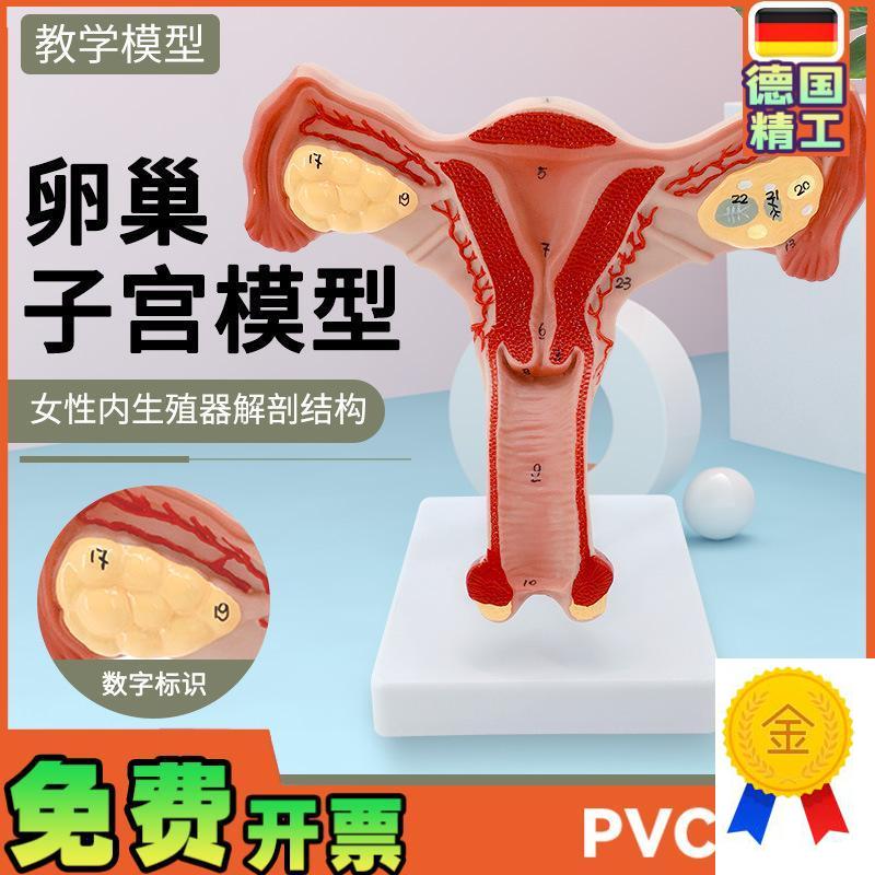 人体子宫c模型教具模具阴道卵巢解剖医学女性仿真女性生殖模器