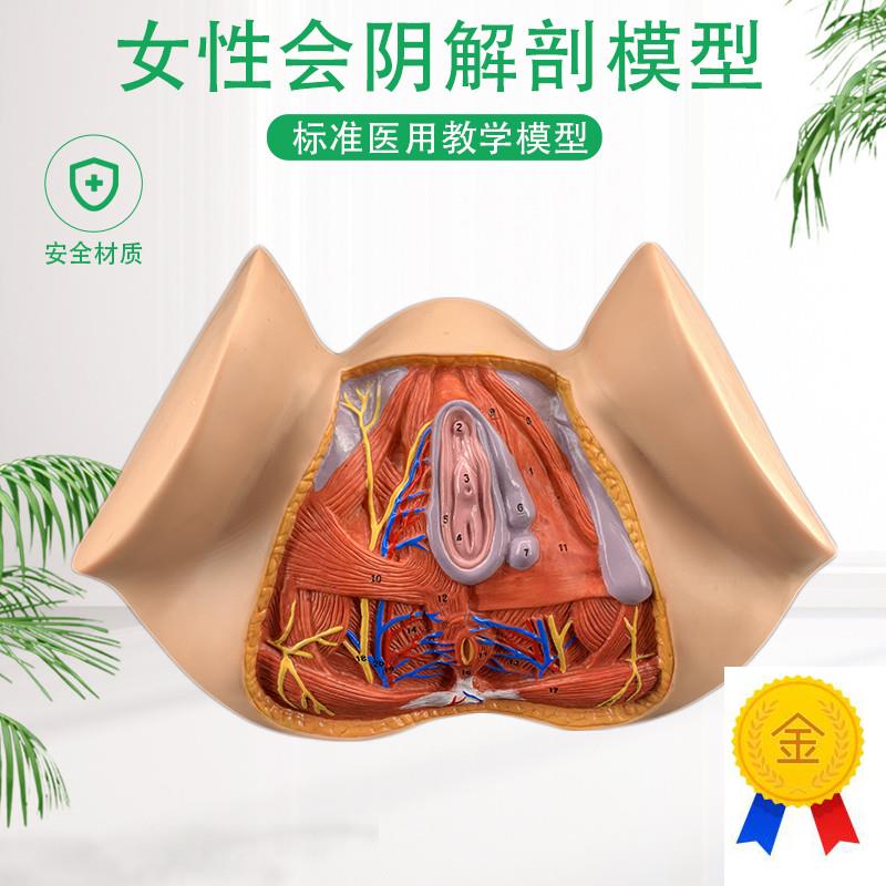 女性会阴模型会阴解剖s模型妇科解剖模型女性生殖器官解剖模型