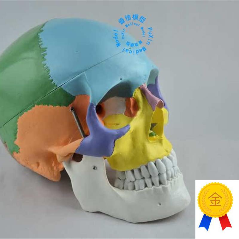 彩色头骨模型自m然大彩色头颅骨赠彩色说明教医用美用