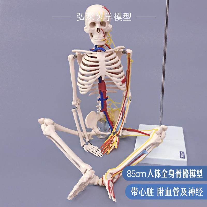 人体骨骼模型85cm全身骨架骷z髅带心脏神经血管骨科医学生教学模