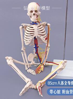 人体骨骼模型85cm全身骨架骷z髅带心脏神经血管骨科医学生教学模
