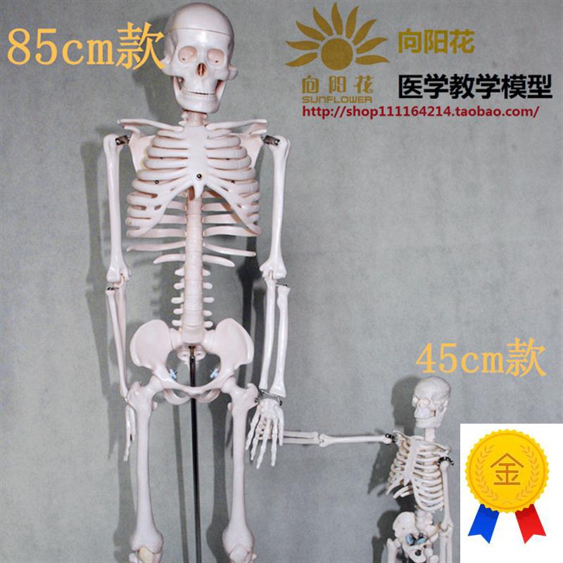 向阳花正品人f体骨骼45CM85CM骨骼模型厂家直销包邮