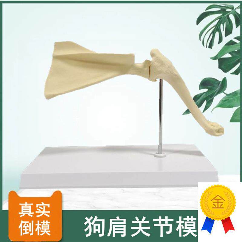 仿真犬骨骼狗肩关节肩胛骨肱骨肘B关节骨盆腿髌骨膝关节兽医药促