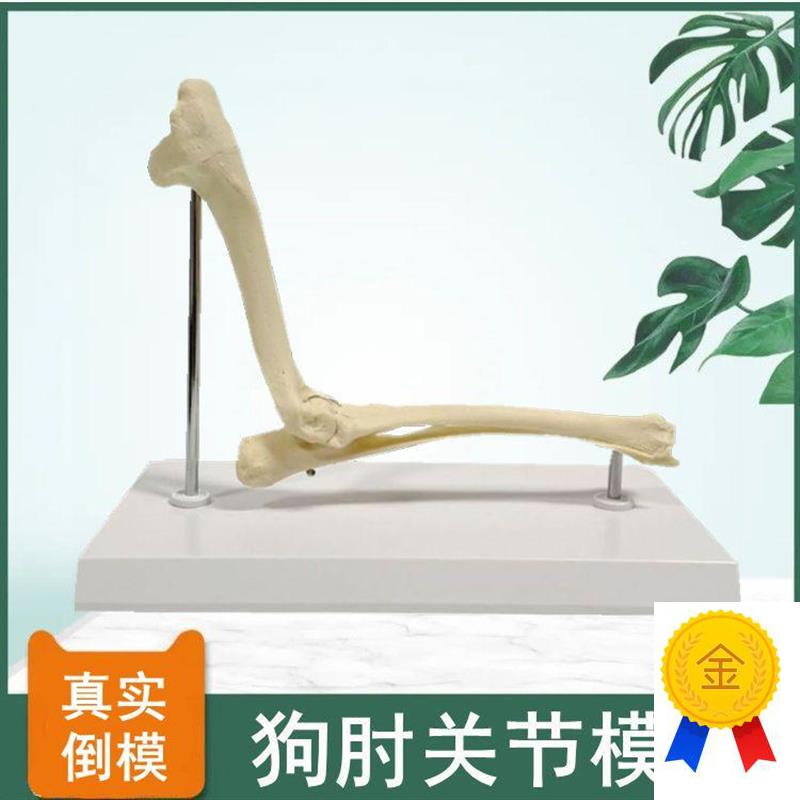 狗骨骼模型d肘关节肱骨尺桡骨仿真塑胶骨头犬科动物前后肢肩关节