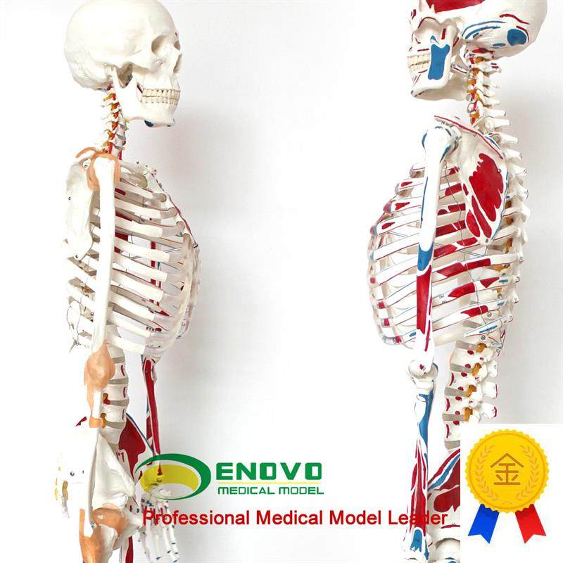 ENOVO正品医用人体1s70CM骨骼模型数字标识款美术艺用骨骼模型