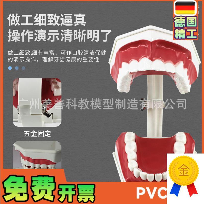 儿童早教刷牙模型两倍大s幼儿口腔教学模型牙齿模型幼儿园教刷牙