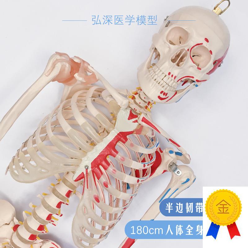 180人体全身骨骼模型大s骨架骷髅韧带肌肉起止点着色医学教学模具