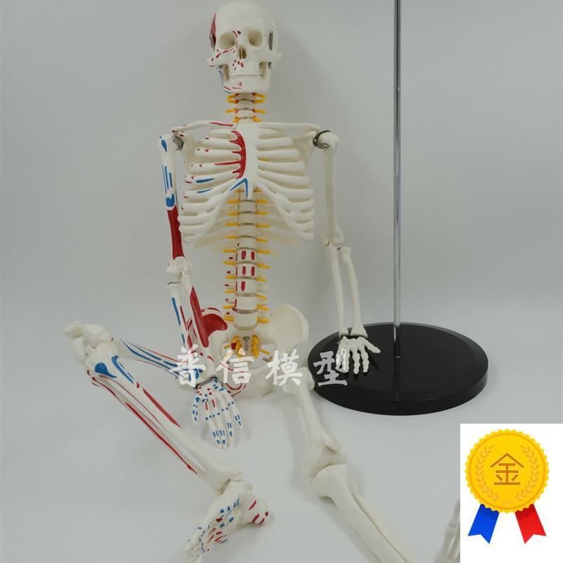 普信肌肉起止点k骨骼85cm写色骨架人体可活动骨骼模型椎间盘