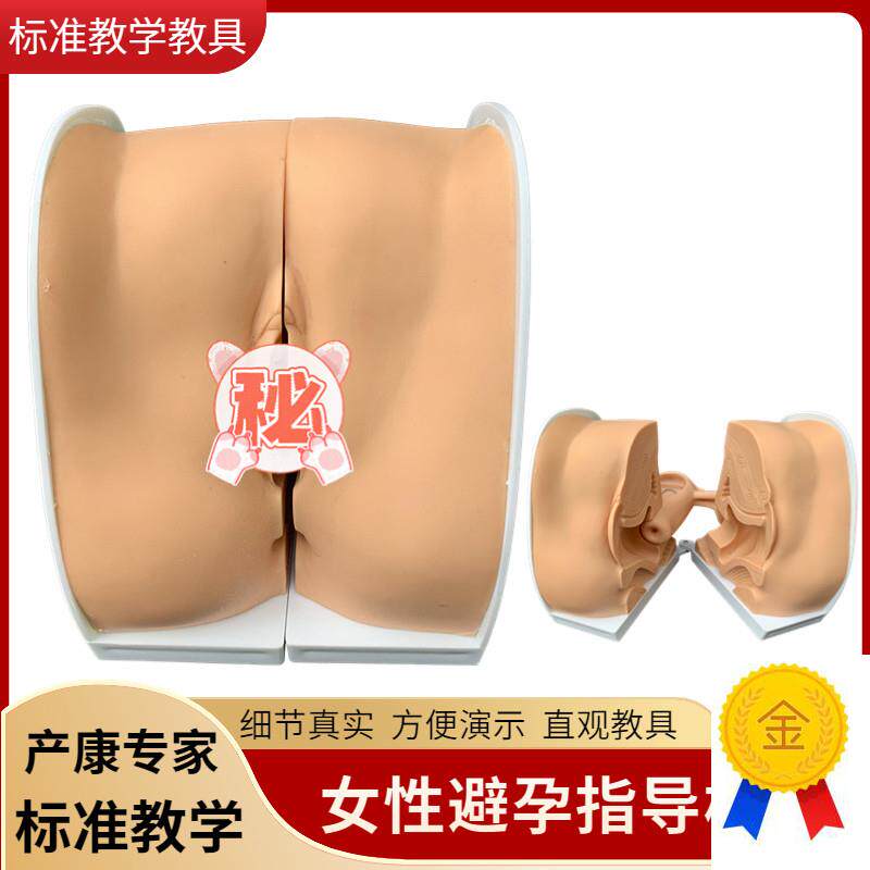 女性生殖器模型宫颈子宫外阴道卵C巢妇科检查避孕教学避孕系统模
