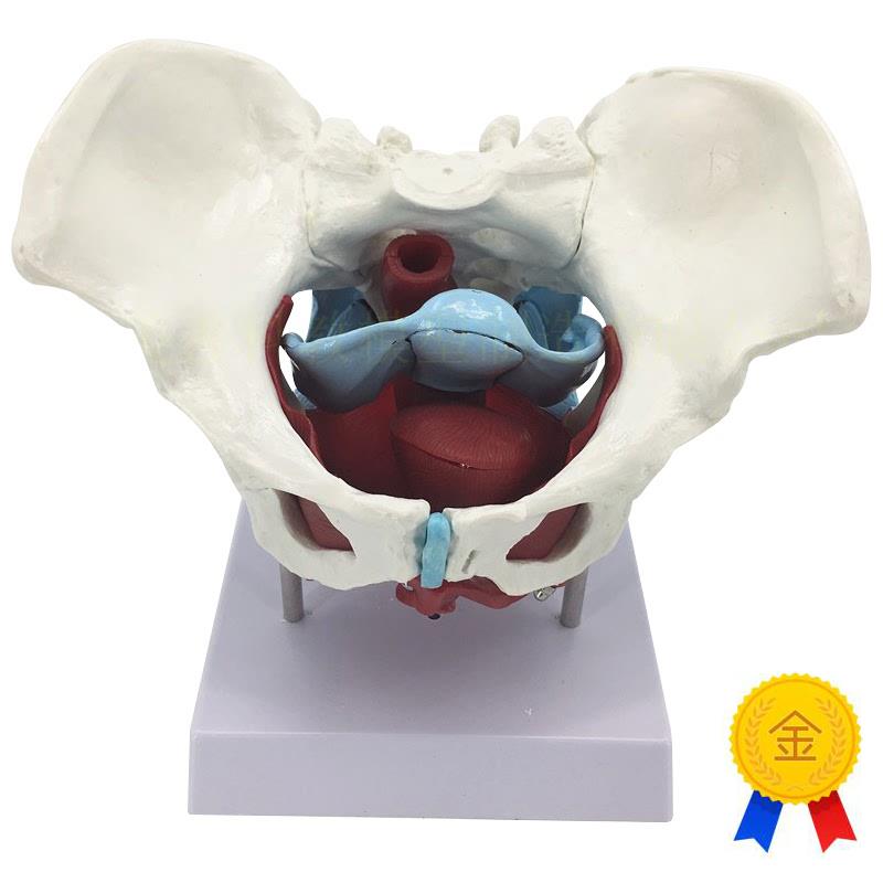 女性骨盆生殖器模型女性盆腔结构女K性骨盆及盆底肌肉模型