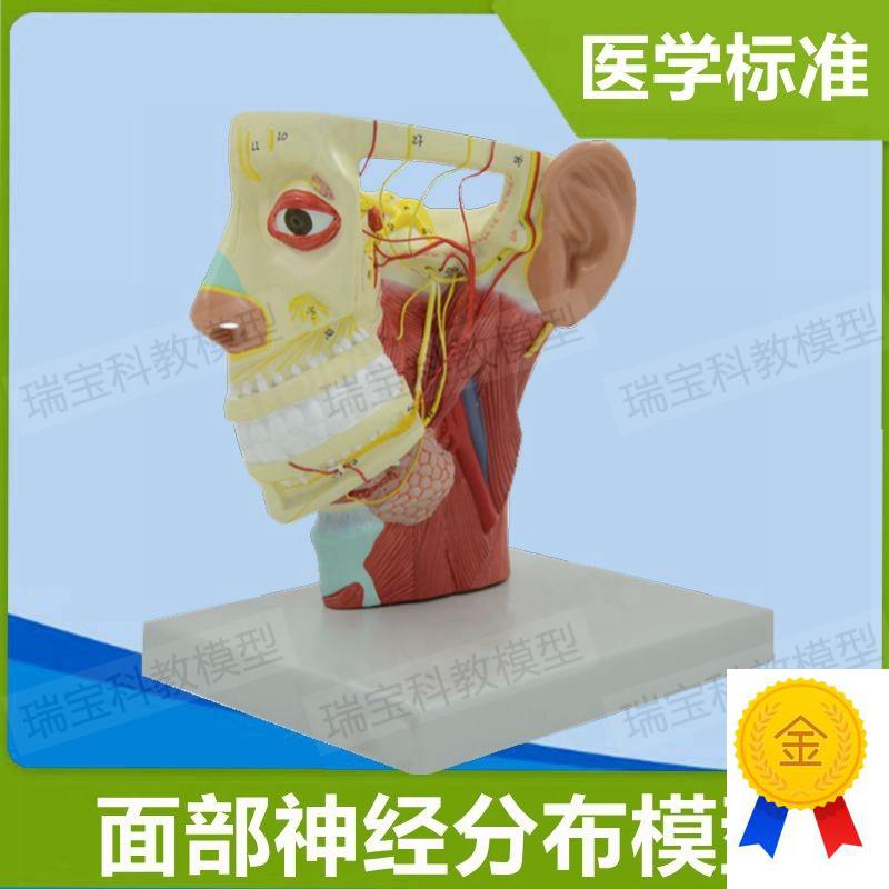 面部神经c分布模型动静脉血管深浅层肌肉颅脑外科医用解剖医美整