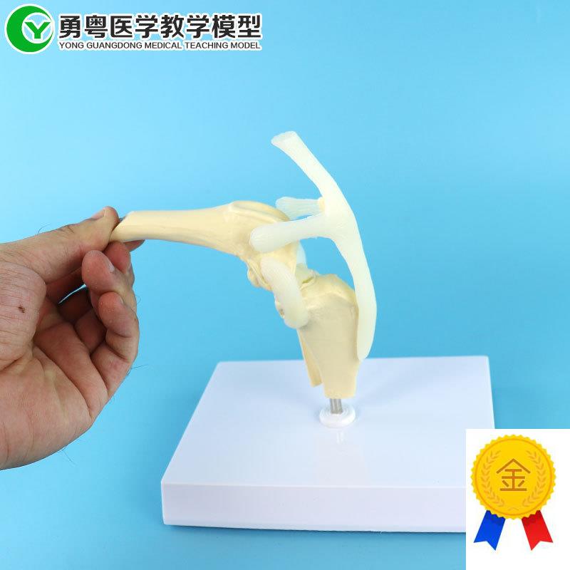 犬膝关节模型狗骨骼模型宠物T狗膝关节模型