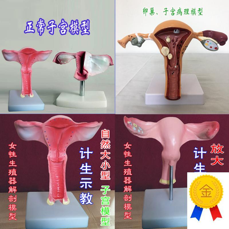 男性外生殖器解剖导尿模型女性子宫计生示教卵P巢病理人体骨骼医