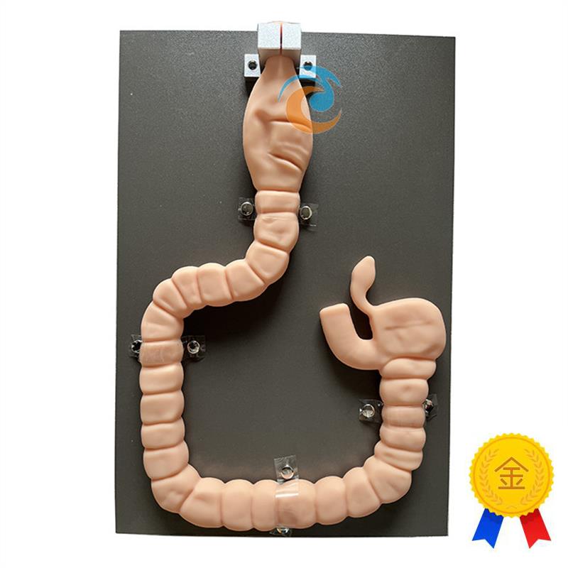 乙状结肠镜检查模型肠镜检查演示训练J教学模型自然大肠镜模型