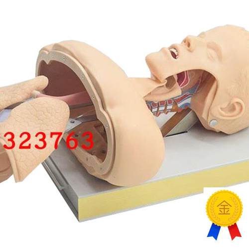 高级气管插d管训练模型(带报警)J50成人气管插管示教模型