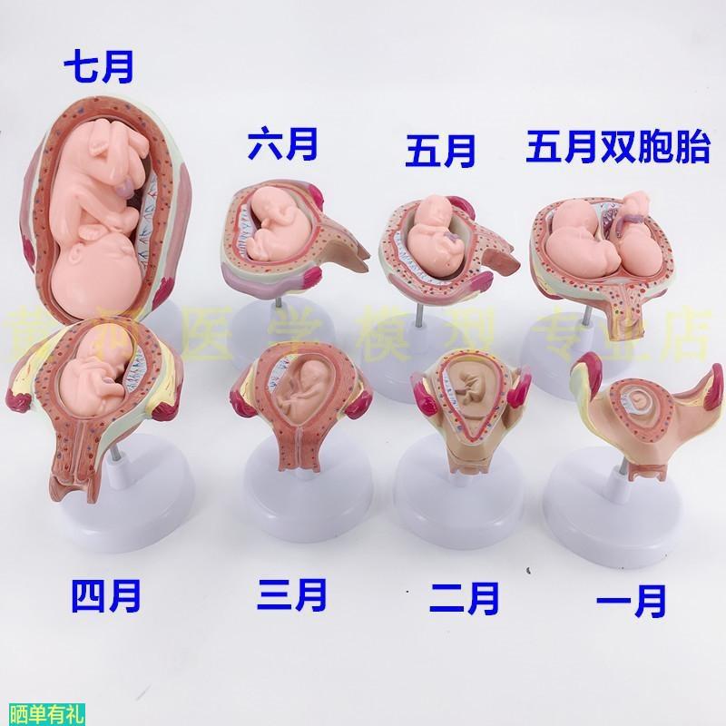 妊娠胚胎发育模型 计划生育模型 妊娠胚胎发育过程模型(8件/套)