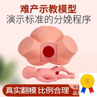 高级难产示教训练模型分娩示教模C型妇产科难产助产分娩教学模型