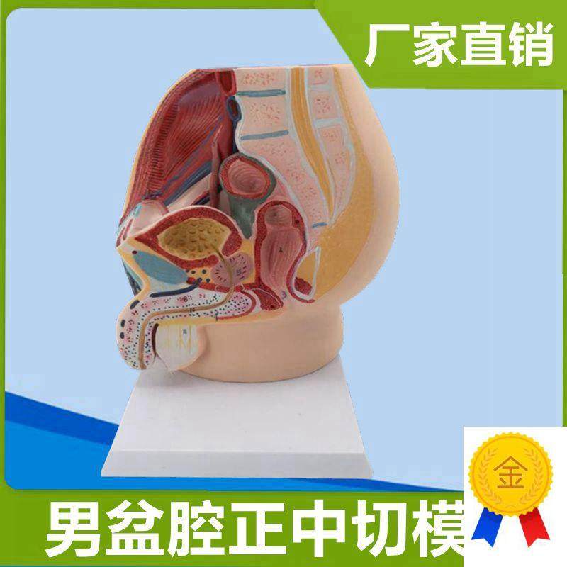 男腹腔模型1:1比例盆腔矢状切医用E解剖教具泌尿生殖器官男科医患