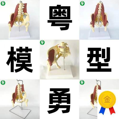 成人腰椎带肌肉模型盆骨腰间盘突A出产妇盆底肌修复演示骶骨神经