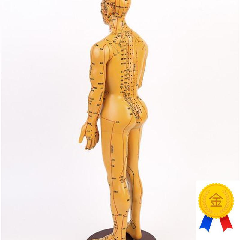 高清针灸穴位人体模型经络小人针灸铜人中医人体穴位X模型人男女