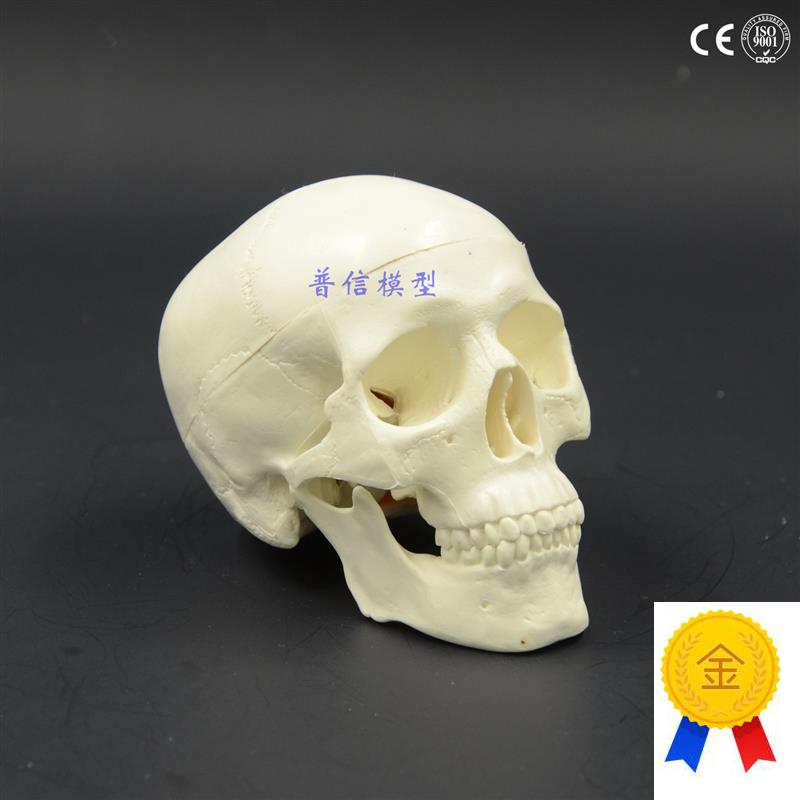 迷你小头颅模型j骷髅头颅骨解剖美术医用写生小头骨装饰美术教学