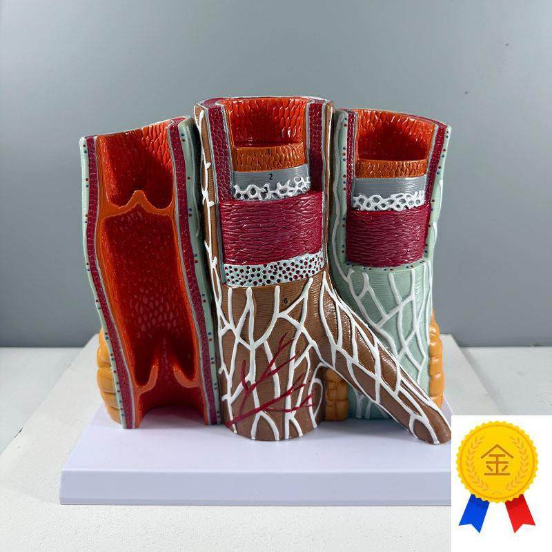 人体血管模型动脉静脉血管壁解剖静脉瓣膜血M管结构深静脉栓塞病