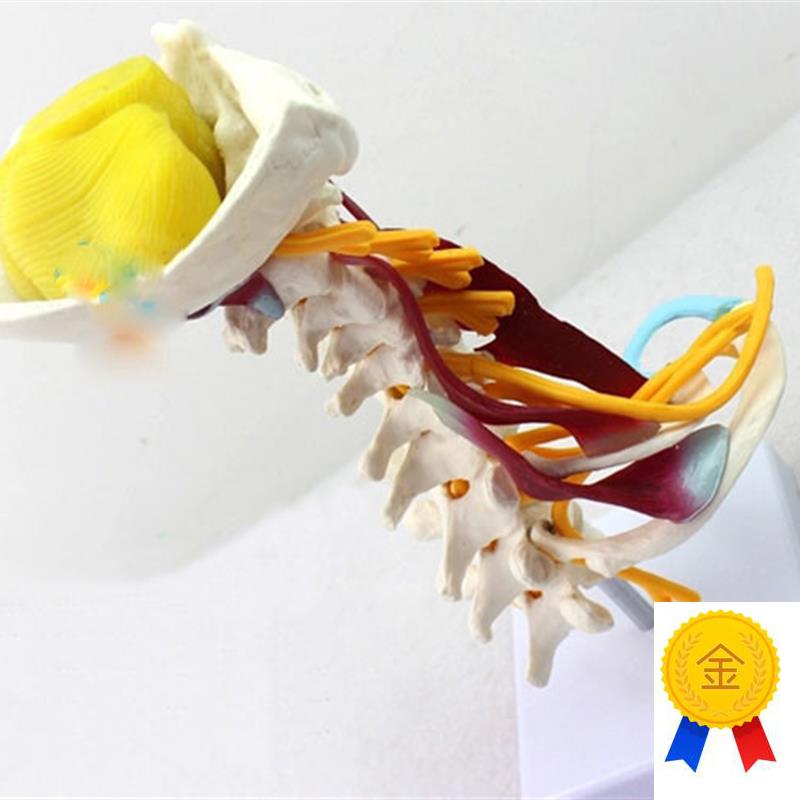 颈椎附肌肉骨骼人体模型脑干枕A骨寰椎七节颈椎两节胸椎软骨模具