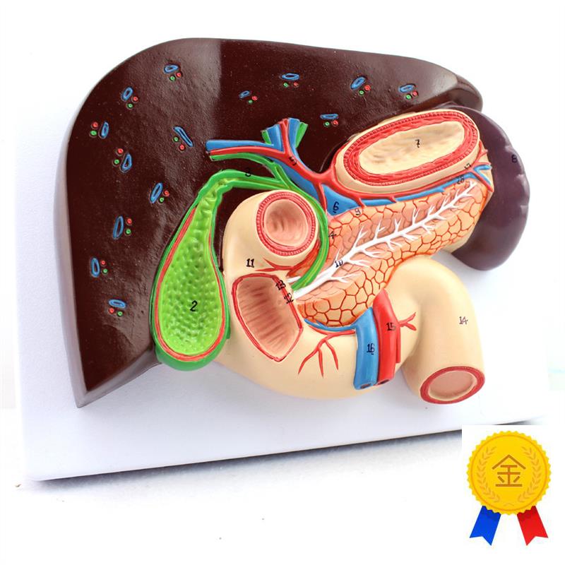 ENOVO颐诺人体肝胆胰十二指肠胃结构H模型肝胆脾胰解剖切面模型消