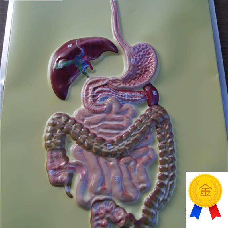 人体消化系统模型教学模O型厂家直销包邮