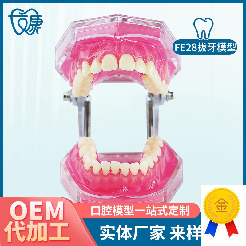 FE28拔牙模型人体牙齿s结构解剖模型口腔牙模具仿真牙科教学牙模