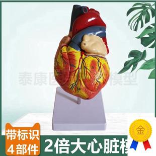 心脏解剖模型放大2n倍拆4部件带标识血管瓣膜B超彩超教学冠状动脉