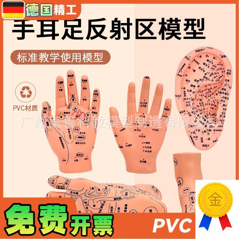 针灸足底脚模反射眼睛图脚穴w位模型足部底耳模耳朵手经络手部推