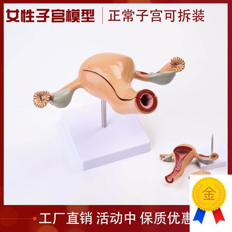 医用女性内c生殖器官解剖模型子宫卵巢生殖结构妇科模型子宫教具