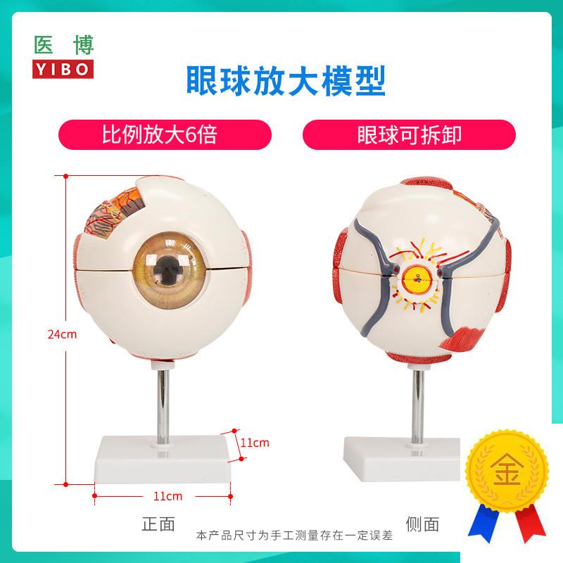医博人体眼球模型眼睛眼球结构解刨模型放大6倍A医用人体眼球模型