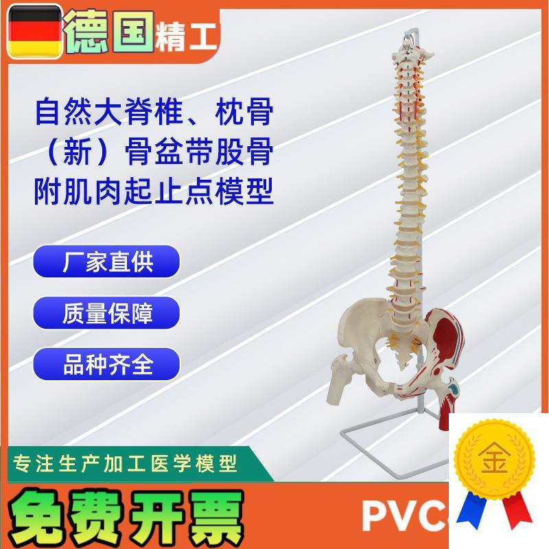 自然大脊椎带枕骨新骨盆带A股骨附肌肉起止点模型教学模型