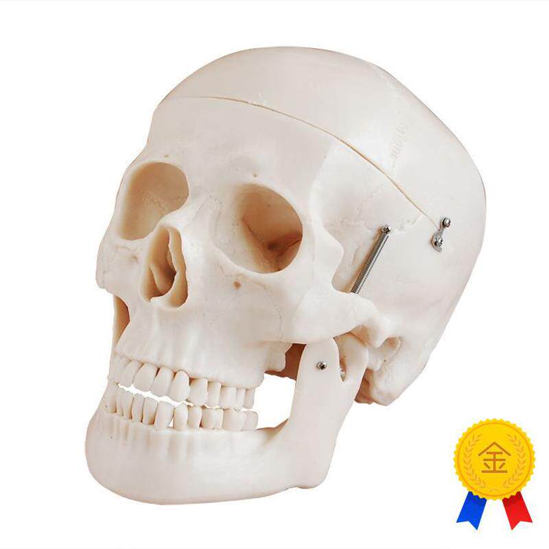 头骨模型自然大j头颅骨模型头骨骨骼结构造骨架教学骷髅头教学模